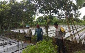 Bhabinkamtibmas Desa Kediri Dukung Ketahanan Pangan Lewat Sambang Petani