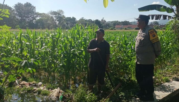 Bhabinkamtibmas Gerung Selatan Dorong Ketahanan Pangan Petani Jagung