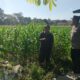 Bhabinkamtibmas Gerung Selatan Dorong Ketahanan Pangan Petani Jagung