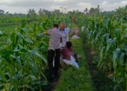 Bhabinkamtibmas Kuripan Utara Dukung Ketahanan Pangan Lokal
