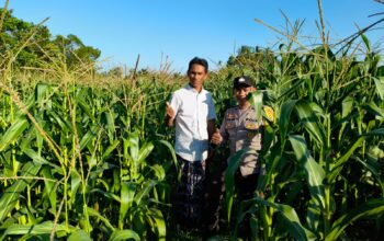 Bhabinkamtibmas Mareje Timur Dampingi Petani Jagung Tingkatkan Hasil Panen