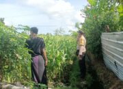 Jagung Bonanza dan Peran Polri dalam Ketahanan Pangan