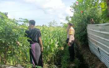 Jagung Bonanza dan Peran Polri dalam Ketahanan Pangan