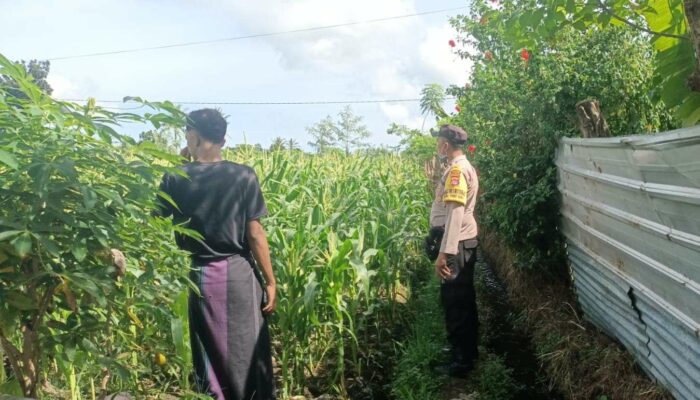 Bhabinkamtibmas Dukung Petani Jagung di Lombok Barat
