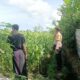 Bhabinkamtibmas Dukung Petani Jagung di Lombok Barat