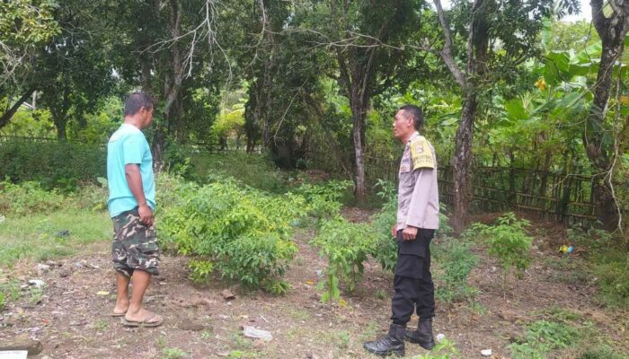 Polsek Sekotong Ajak Swasembada Cabai di Desa Batu Putih