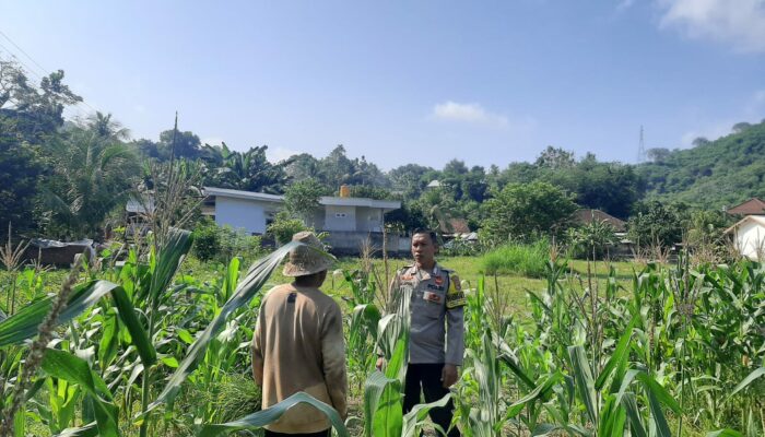 Bhabinkamtibmas Sekotong Timur Dukung Petani Jagung Wujudkan Ketahanan Pangan