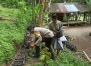 Membangun Ketahanan Pangan dari Pekarangan Rumah, Kisah Inspiratif dari Desa Batulayar (1)