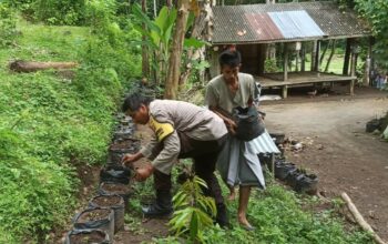 Membangun Ketahanan Pangan dari Pekarangan Rumah, Kisah Inspiratif dari Desa Batulayar (1)
