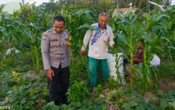 Petani Kuripan Utara Terapkan Inovasi Pertanian Didukung Polri