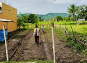 Polri Aktif di Ladang Petani Kediri, Dorong Kesejahteraan dan Ketahanan Pangan