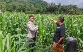 Polri Hadir di Ladang Jagung Sekotong, Dorong Stabilitas Pangan