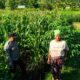 Bhabinkamtibmas Mareje Timur Tinjau Lahan Jagung Warga