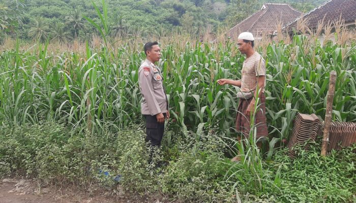 Polsek Lembar Dukung Ketahanan Pangan di Dusun Jelateng Sedenggang