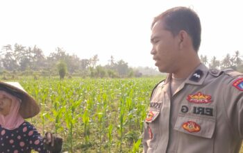 Program Ketahanan Pangan Diperkuat Lewat Kunjungan Polsek Lembar ke Petani