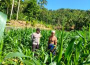 Bhabinkamtibmas Mareje Timur Dampingi Petani Jelang Musim Tanam