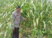 Mitra Tani: Peran Polisi dalam Mewujudkan Pangan Mandiri