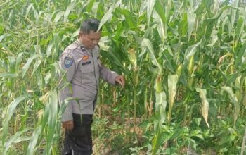 Mitra Tani: Peran Polisi dalam Mewujudkan Pangan Mandiri