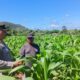 Bhabinkamtibmas Desa Sekongkang Bawah Laksanakan Sambang dan Cek Ketahanan Pangan Lahan Jagung MT2