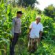 Polri Dukung Ketahanan Pangan di Mareje Timur Lewat Pengecekan Lahan