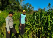 pertanian, polisi, jagung, Mareje, Lembar, pangan, petani, desa, keamanan, panen