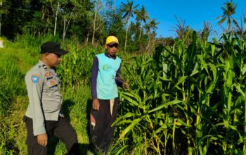 pertanian, polisi, jagung, Mareje, Lembar, pangan, petani, desa, keamanan, panen
