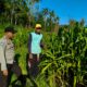 Sinergi Polri dan Petani di Mareje Timur Dukung Ketahanan Pangan