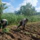 Bhabinkamtibmas Giri Tembesi Dukung Petani Pendem Baru Tingkatkan Produktivitas