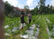 Bhabinkamtibmas Jagaraga Dorong Pemanfaatan Pekarangan untuk Ketahanan Pangan Keluarga