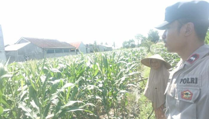 Polsek Labuapi Dorong Ketahanan Pangan Warga Desa Labuapi