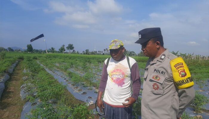 Bhabinkamtibmas Montong Are Aktif Dorong Swasembada Pangan di Kediri, Lombok Barat