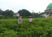 Polsek Kuripan Perkuat Ketahanan Pangan Warga lewat Pendampingan Aktif