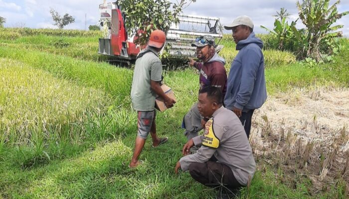 Bhabinkamtibmas Montong Are Dampingi Petani Wujudkan Swasembada Pangan