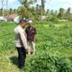 Polsek Sekotong Dampingi Petani di Desa Pesisir Mas, Dukung Ketahanan Pangan