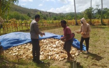 Bhabinkamtibmas Sekotong Dukung Petani Jagung di Desa Batu Putih