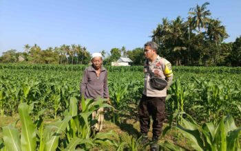 Dukung Ketahanan Pangan, Bhabinkamtibmas Sandik Edukasi Warga Perempung