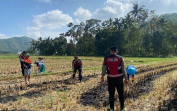 Polres Lombok Barat Dampingi Petani Jagung Desa Kebon Ayu untuk Ketahanan Pangan