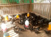 Bhabinkamtibmas Desa Jagaraga Dorong Swadaya Ketahanan Pangan Warga