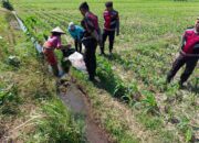 Polsek Kuripan Dukung Ketahanan Pangan Lewat Patroli di Lahan Jagung