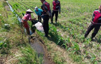 Polsek Kuripan Dukung Ketahanan Pangan Lewat Patroli di Lahan Jagung