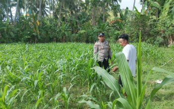 Polri di Tengah Petani Jagung: DDS Bangun Ketahanan Pangan Sekotong