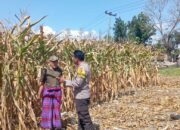 Bhabinkamtibmas Desa Kempo Lakukan Pemantauan tanaman jagung warga binaan.