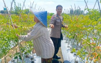 Dari Pekarangan Jadi Pangan: Inisiatif Bhabinkamtibmas Perampuan di Karang Bayan