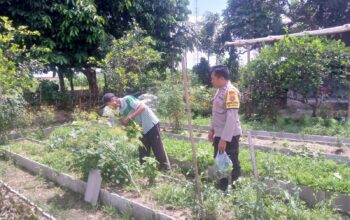 Dukungan Polri Bagi Petani Dusun Tegal: Langkah Nyata Kemandirian Pangan Jagaraga