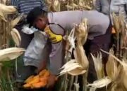 Sambang Desa di Lombok Barat: Bhabinkamtibmas Dorong Warga Jual Hasil Panen ke Bulog