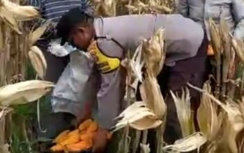 Sambang Desa di Lombok Barat: Bhabinkamtibmas Dorong Warga Jual Hasil Panen ke Bulog