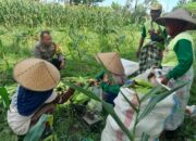 Panen Jagung Dusun Jerneng: Polsek Labuapi Dorong Swasembada Pangan Lokal