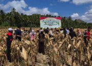 Panen Raya Jagung di Desa Pelangan, Polsek Sekotong Perkuat Ketahanan Pangan