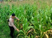 Bhabinkamtibmas Kuripan Selatan Dorong Optimalisasi Pertanian Jagung ke Bulog