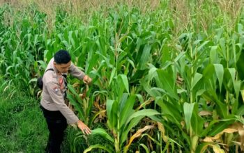 Bhabinkamtibmas Kuripan Selatan Dorong Optimalisasi Pertanian Jagung ke Bulog